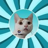 Кот в Котовске 🐈