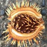 Лингвистка-заочница: английский, перевод, Америка