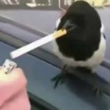 Курилка у помойки 2.0