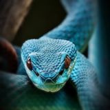 Ядовитые твари