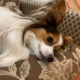 жизнь джема и крис🐾