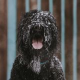 𝐁𝐥𝐚𝐜𝐤 𝐃𝐣𝐚𝐧𝐠𝐨 𝐜𝐡𝐚𝐭😼