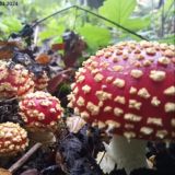 Мухомор Amanita Лавка Артефактов