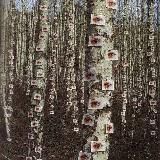 глазная доза (переходник)