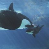 Baby Pod