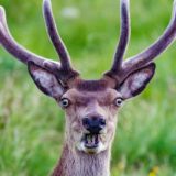 Комедийный Бульвар