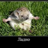 kykyshka_ky_ky "Ежишкина жизнь"