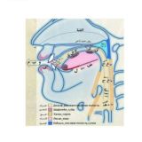 Таджвид Айман Сувейд