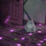 СаморозвЕток - Чат