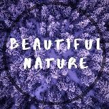 BEAUTIFUL NATURE