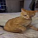 Читы на стендоф 2