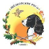 🔥Русский охотничий спаниель🔥ЩРОСы
