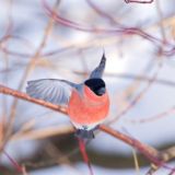 Животные, растения и грибы