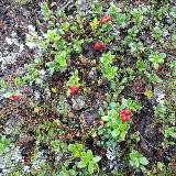 Любопытная Нельма