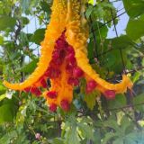 Экзотика в огороде 🍓