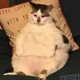 Гамма и Рутен существуют