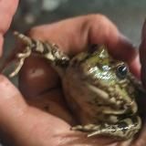 жабы и лягушки на месте