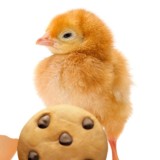 Цыплята 🐣