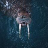 Зенин Борис | Чукотка