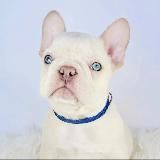 Французские бульдоги | French bulldogs