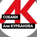 Собаки Дагестана