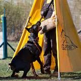 𝐃𝐚𝐫𝐤 𝐒𝐭𝐚𝐥𝐤𝐞𝐫'𝐬 𝐃𝐨𝐛𝐞𝐫𝐦𝐚𝐧 | Дрессировка собак