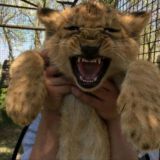 𝚐𝚛𝚊𝚗𝚍 | 𝚕𝚒𝚘𝚗 🦁