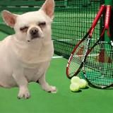 Теннисный Себек