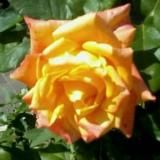 Людмила Бармина̀. Мастерская ваяния Живых Образов.