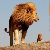 Лезвие бритвы