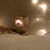 Будка Хаски