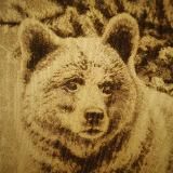 Сармат и кедры