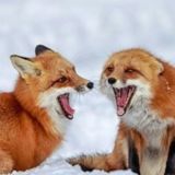 Чат мемной норы