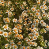 керім маңызсыз