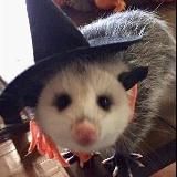 𝐖𝐞𝐢𝐫𝐝 𝐏𝐚𝐰 𝐒𝐭𝐮𝐝𝐢𝐨 ᵇʳᵃˢⁱˡ