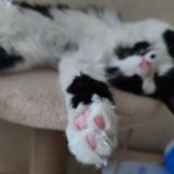 МОЙ ПАПА Мейнкун