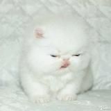 смешные котята с авито