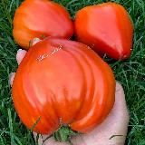 Lara_gan16 коллекционные томаты