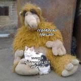 Неопознанный горный козлик