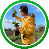 Клубничных дел мастер