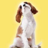 Онлайн-марафон по воспитанию щенка | 6-10 октября