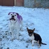 bulldog_roy_💥❤️