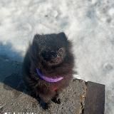 Житня Твикса