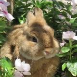 𝓻𝓪𝓫𝓫𝓲𝓽 𝓹𝓪𝔀 |схеми для бісероплетіння|beads