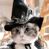 Kotik Admin ~ Chatting