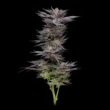 🤜ТГК🤛 ЗаВяЗыВаЙ😻😻😻