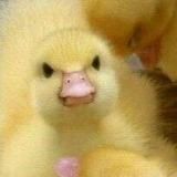 Утя на каждый день