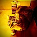 Лунные дни. Гороскопы каждый день