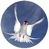 🕊ПОЛЯРНАЯ КРАЧКА