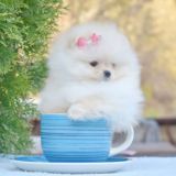 МИНИ БИШОН ( КОРЕЙСКИЙ МИНИ БИШОН) ПОМЕРАНСКИЙ ШПИЦ, 𝐊𝐞𝐧𝐧𝐞𝐥 𝐁𝐄𝐋𝐋𝐈𝐎𝐍 𝐁𝐋𝐈𝐒𝐒